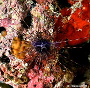 Diadema sp-Wakatobi Moga Island-12m-20180530nuit-Denis-ADER-DSC_2407_tn